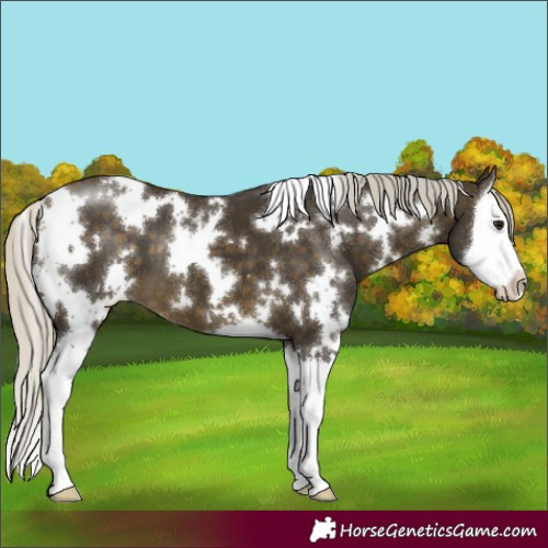 Horse Color:White Spotted Silver Buckskin Splash