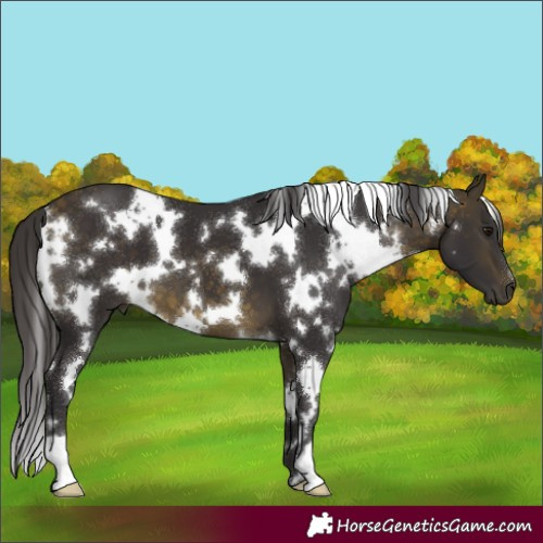 Horse Color:White Spotted Buckskin