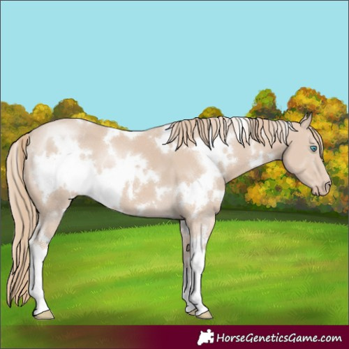 Horse Color:White Spotted Smoky Creme 
