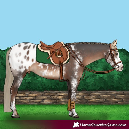Horse Color:Liver Chestnut Sabino Appaloosa
