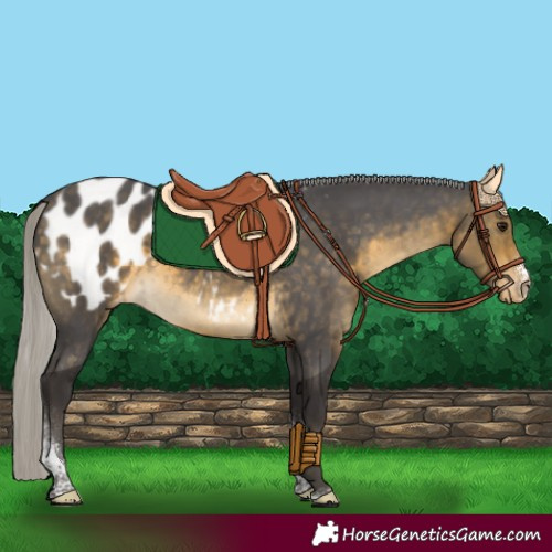 Horse Color:Silver Buckskin Sabino Tobiano Appaloosa Rabicano 