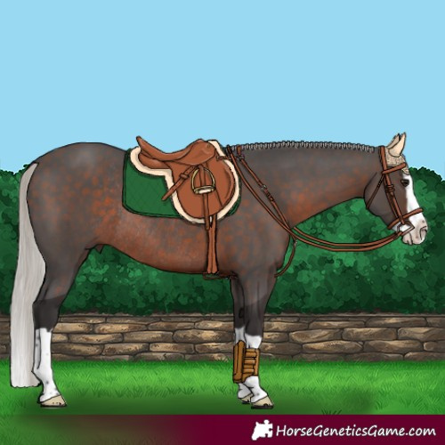 Horse Color:Silver Brown Splash Rabicano