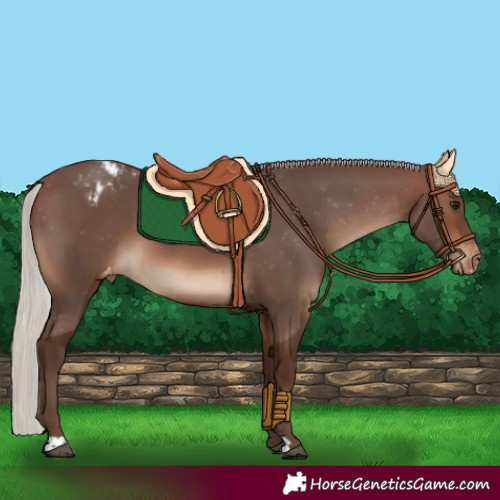 Horse Color:Silver Brown Appaloosa