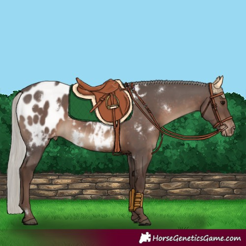Horse Color:White Spotted Silver Black Appaloosa