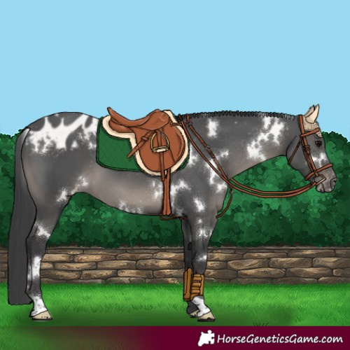 Horse Color:White Spotted Black Appaloosa
