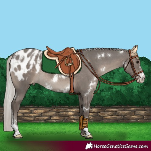Horse Color:White Spotted Silver Black Sabino Appaloosa Rabicano 
