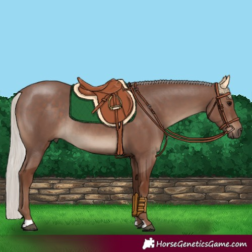 Horse Color:Silver Black Rabicano 