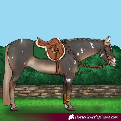 Horse Color:White Spotted Liver Chestnut Sabino 