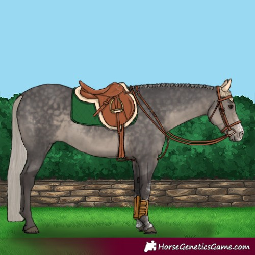 Horse Color:Silver Smoky Black Sabino Rabicano 
