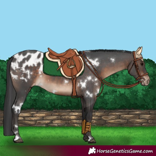 Horse Color:White Spotted Brown Appaloosa 