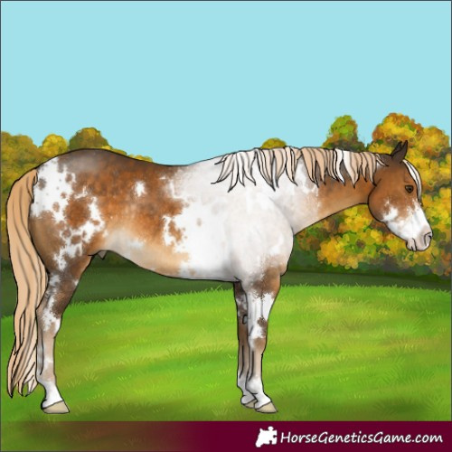 Horse Color:White Spotted Chocolate Palomino Sabino Rabicano 