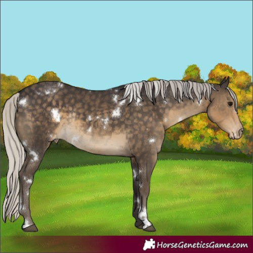 Horse Color:White Spotted Silver Smoky Black Appaloosa Rabicano