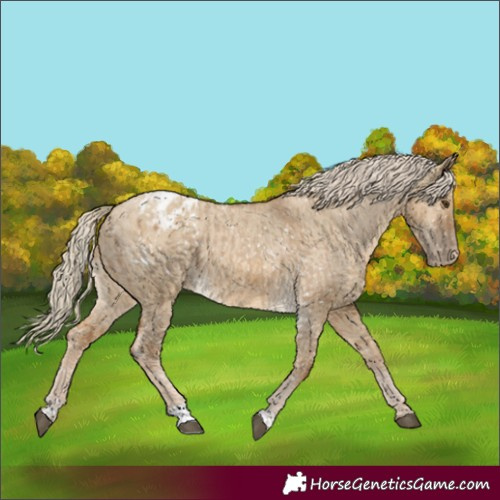 Horse Color:Chocolate Palomino Dun Appaloosa  and Chocolate Palomino Dun Appaloosa 