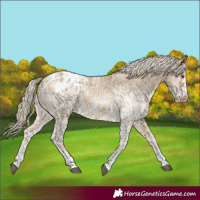 Horse Color:Chocolate Palomino Dun Appaloosa and White Spotted Chocolate Palomino Dun Appaloosa