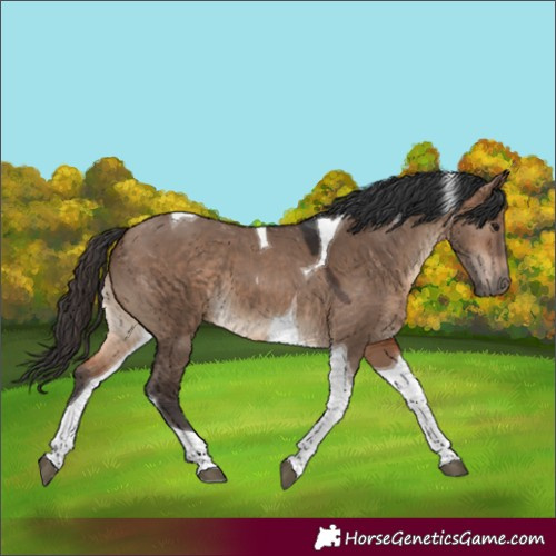 Horse Color:Brown Dun Tobiano 