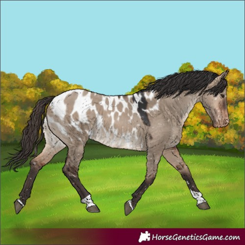 Horse Color:Bay Dun Tobiano Appaloosa 