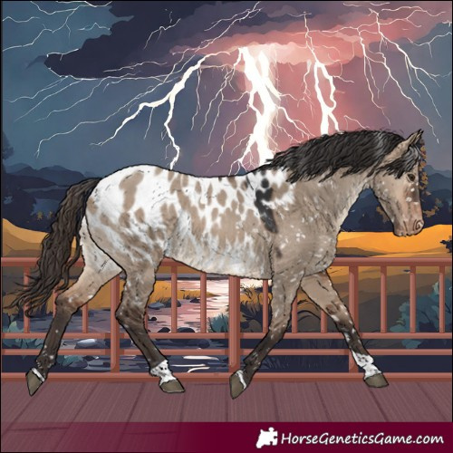Horse Color:Bay Dun Tobiano Near Leopard