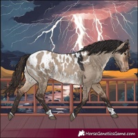 Horse Color:Bay Dun Tobiano Appaloosa 