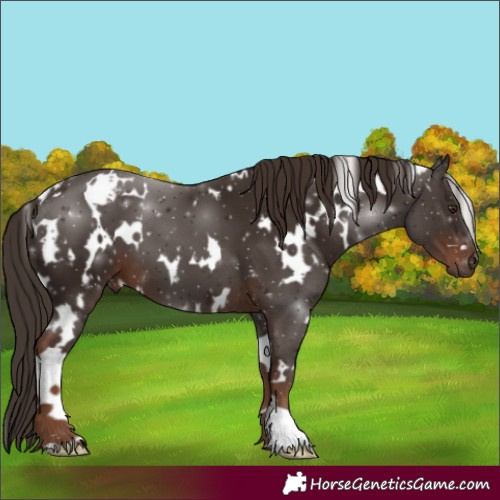Horse Color:White Spotted Liver Chestnut 