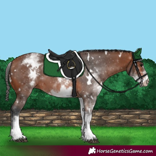 Horse Color:White Spotted Bay 