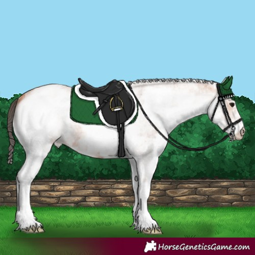 Horse Color:White Spotted Bay Roan