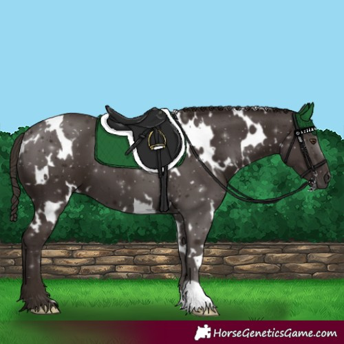 Horse Color:White Spotted Liver Chestnut