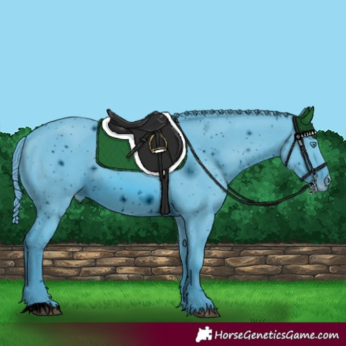 Horse Color:ERROR: UNKNOWN ANOMALY