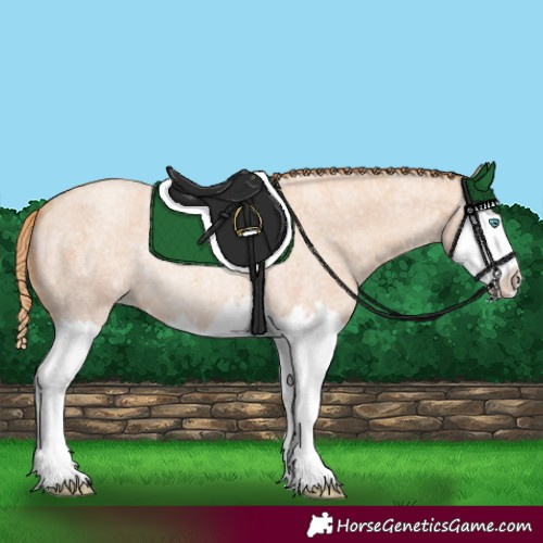 Horse Color:Gold Champagne Roan Splash 