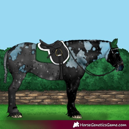 Horse Color:ERROR: UNKNOWN ANOMALY