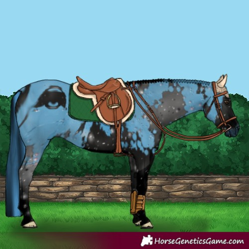 Horse Color:ERROR: UNKNOWN ANOMALY