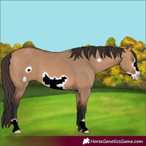 Horse Color:Bay Dun Frame