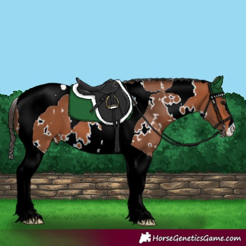 Horse Color:White Spotted Bay Tobiano 
