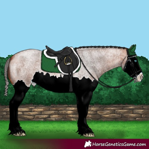 Horse Color:Bay Roan Splash 