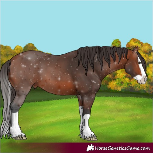 Horse Color:Bay Splash 