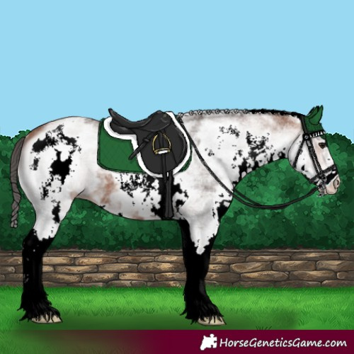 Horse Color:White Spotted Bay