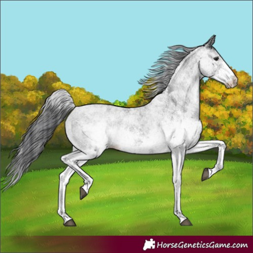 Horse Color:Unknown 
