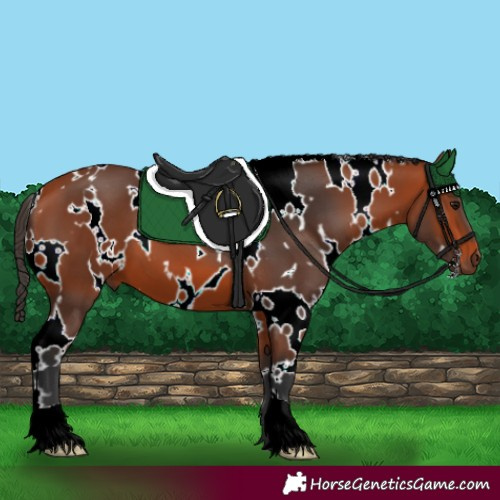 Horse Color:White Spotted Bay 