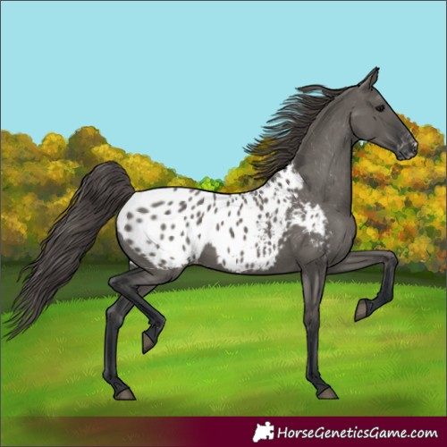 Horse Color:Unknown 