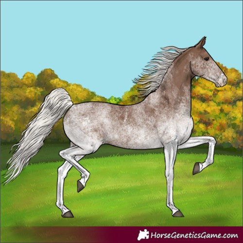 Horse Color:White Spotted Silver Black Rabicano 