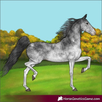 Horse Color:White Spotted Black Varnish Rabicano 
