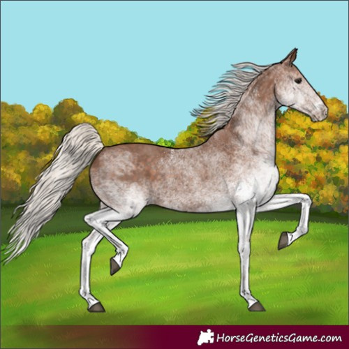 Horse Color:White Spotted Silver Black