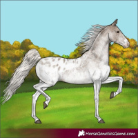 Horse Color:White Spotted Silver Grullo Blanket Rabicano