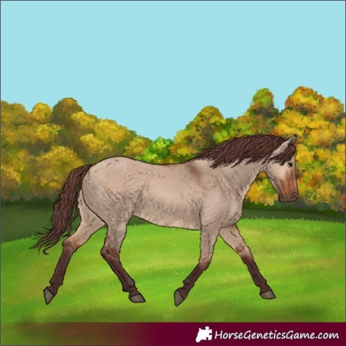 Horse Color:Chocolate Bay Dun 