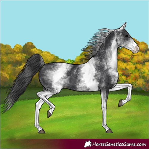 Horse Color:Unknown 