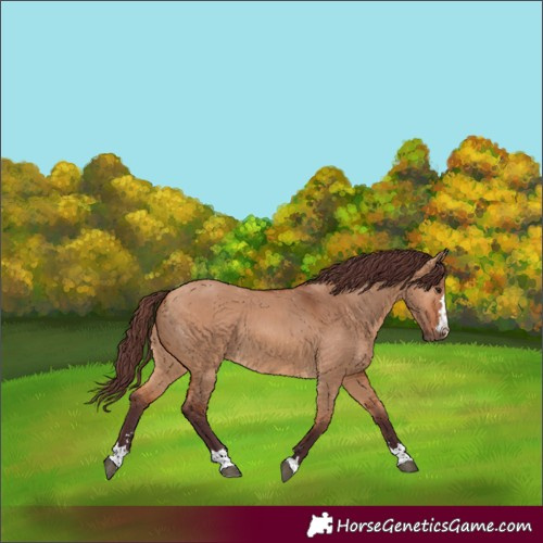 Horse Color:Chocolate Bay Dun 