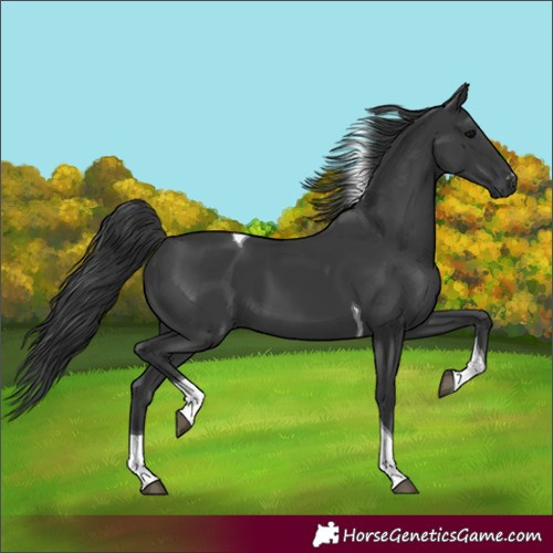Horse Color:Black Tobiano 