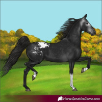 Horse Color:Gray Black Tobiano Varnish