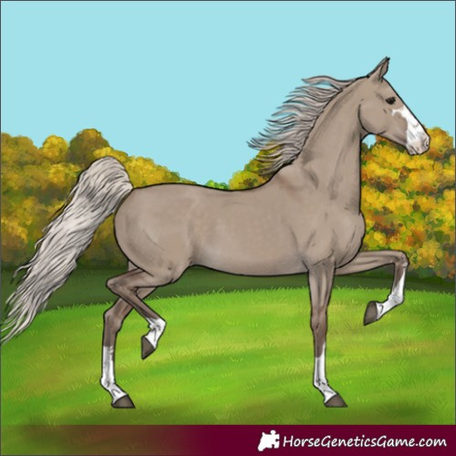 Horse Color:Silver Grullo 