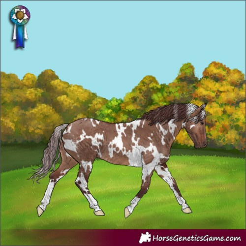 Horse Color:White Spotted Chocolate Brown Dun 