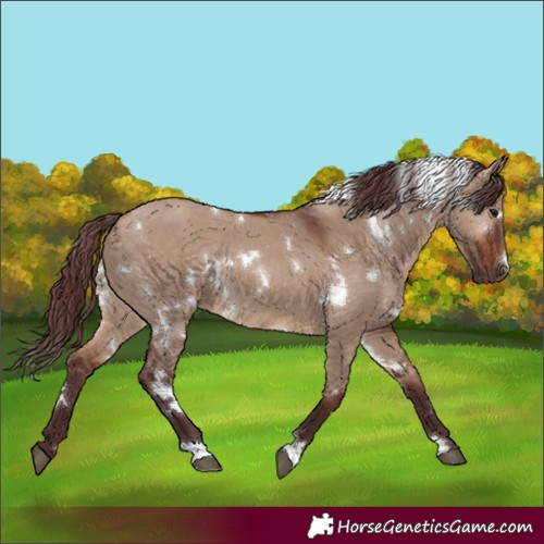 Horse Color:White Spotted Chocolate Brown Dun